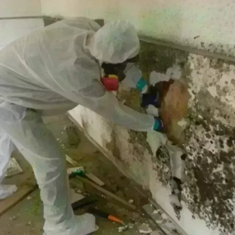 Mold Remediation and Removal in Buzzards Bay, MA